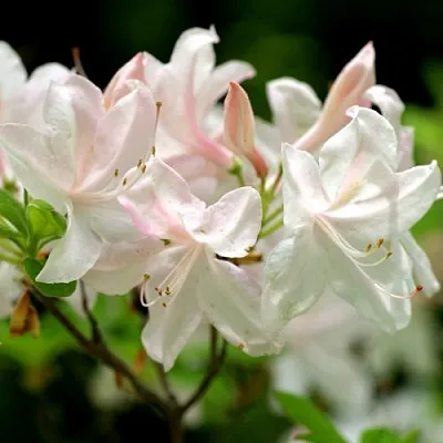 Азалия УАЙТ ЛАЙТС листопадная  Азалия УАЙТ ЛАЙТС листопадная в Пензе