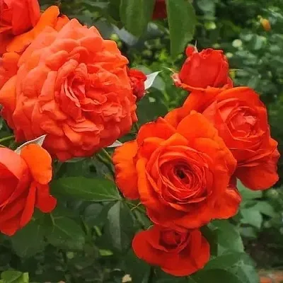 Саженцы роз МАЙНТАУЭР плетистая  Саженцы роз МАЙНТАУЭР плетистая в Пензе