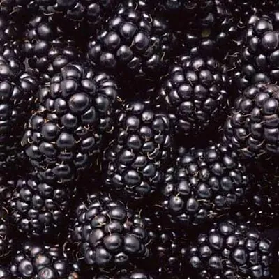 Ежевика ОРКАН бесшипная  Ежевика ОРКАН бесшипная в Пензе