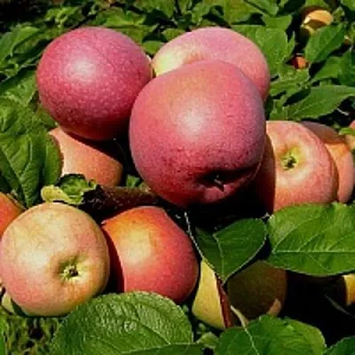 Яблоня СЛАВА ПОБЕДИТЕЛЯМ в Пензе