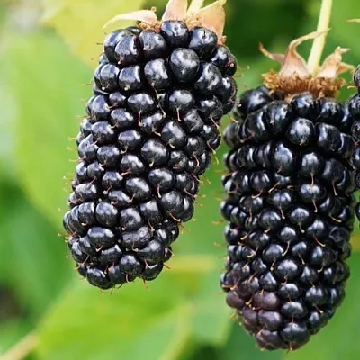 Ежевика КОЛАМБИЯ ГИГАНТ бесшипная  Ежевика КОЛАМБИЯ ГИГАНТ бесшипная в Пензе