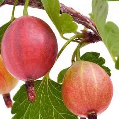 Крыжовник ЯРКИЙ  Крыжовник ЯРКИЙ в Пензе