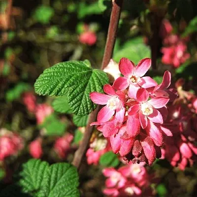 Смородина кроваво-красная ПУЛБОРО СКАРЛЕТ   Смородина кроваво-красная ПУЛБОРО СКАРЛЕТ  в Пензе