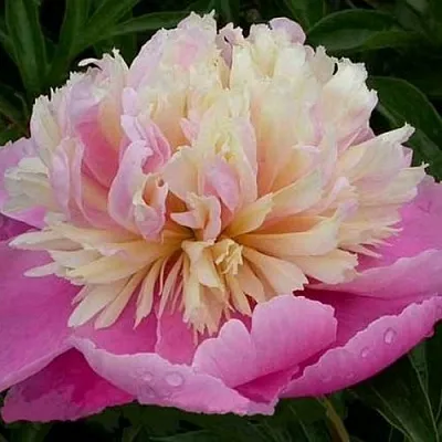 Пион ВЕСЕННЯЯ ПАЛИТРА травянистый  Пион ВЕСЕННЯЯ ПАЛИТРА травянистый в Пензе