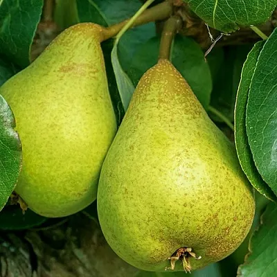 Груша Г-6 колонновидная в Пензе