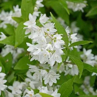 Дейция шершавая  Дейция шершавая в Пензе