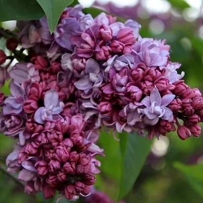 Сирень П.П.КОНЧАЛОВСКИЙ в Пензе