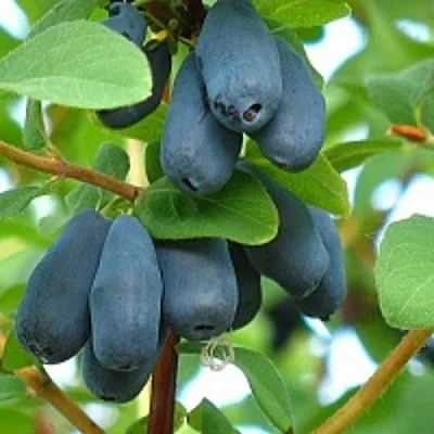 Жимолость съедобная ЮГАНА в Пензе