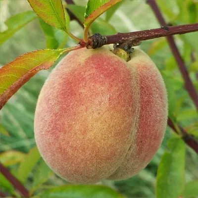 Персик ЕЛГАВСКИЙ  Персик ЕЛГАВСКИЙ в Пензе