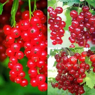 Комплект КРАСНЫЙ УРОЖАЙ в Пензе