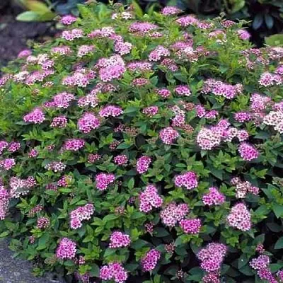 Спирея ЛИТЛ ПРИНЦЕСС японская  Спирея ЛИТЛ ПРИНЦЕСС японская в Пензе