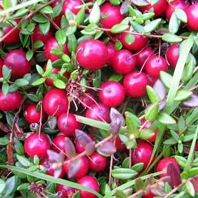 Клюква ПИЛИГРИМ  Клюква ПИЛИГРИМ в Пензе