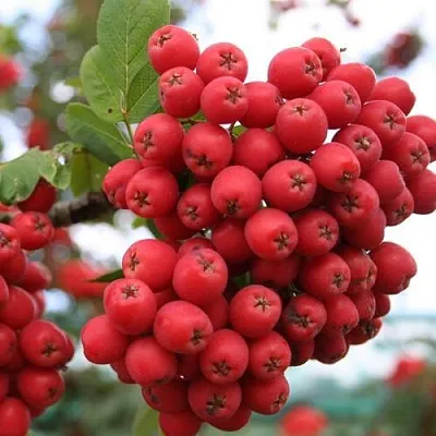 Рябина АЛАЯ КРУПНАЯ сладкоплодная  Рябина АЛАЯ КРУПНАЯ сладкоплодная в Пензе