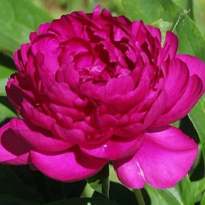 Пион БАРХАТ НОЧИ травянистый  Пион БАРХАТ НОЧИ травянистый в Пензе