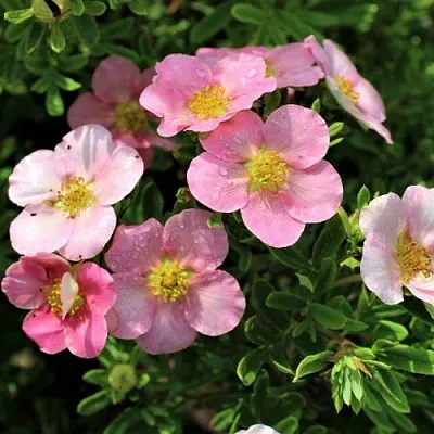 Лапчатка ЛАВЛИ ПИНК кустарниковая  Лапчатка ЛАВЛИ ПИНК кустарниковая в Пензе