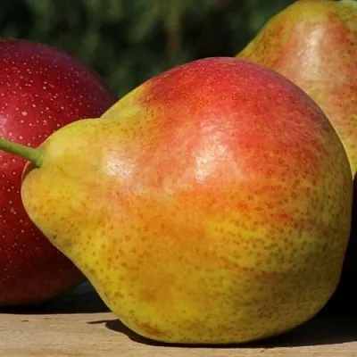 Груша ТАТЬЯНА  Груша ТАТЬЯНА в Пензе