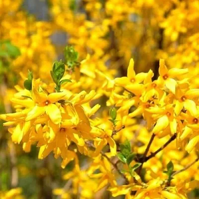 Форзиция  Форзиция в Пензе