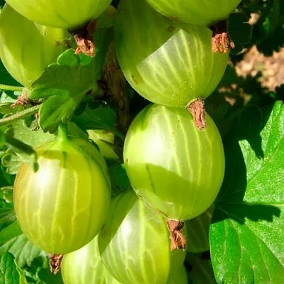 Крыжовник МАЛАХИТ  Крыжовник МАЛАХИТ в Пензе