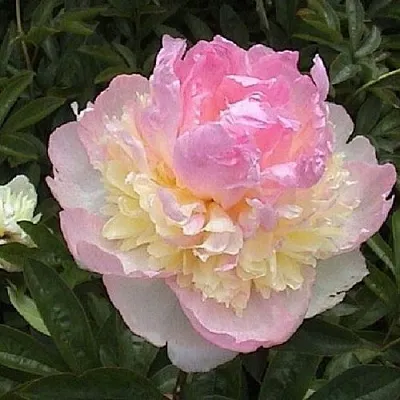 Пион РАСБЕРРИ САНДЕЙ травянистый  Пион РАСБЕРРИ САНДЕЙ травянистый в Пензе