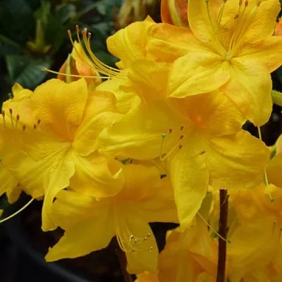 Азалия ЛИМЕТТА листопадная   Азалия ЛИМЕТТА листопадная  в Пензе