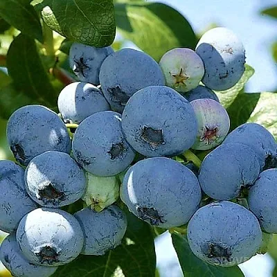 Голубика НУИ  Голубика НУИ в Пензе