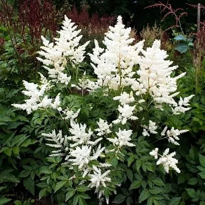 Астильба ДОЙЧЛАНД японская в Пензе