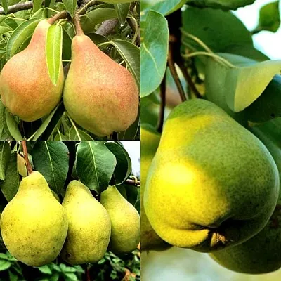 Комплект НАСТОЯЩИЙ ВОСТОРГ в Пензе