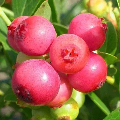 Голубика ПИНК ЛИМОНАД  Голубика ПИНК ЛИМОНАД в Пензе