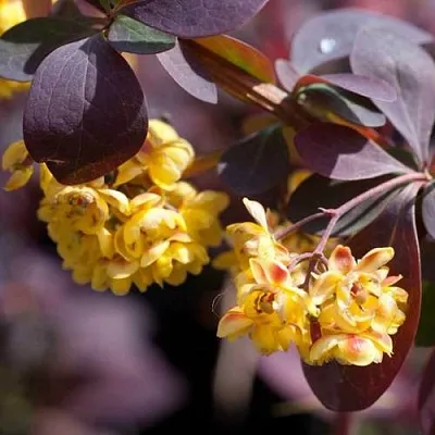 Барбарис  Барбарис в Пензе