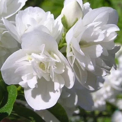 Жасмин ЖИРАНДОЛЬ  Жасмин ЖИРАНДОЛЬ в Пензе