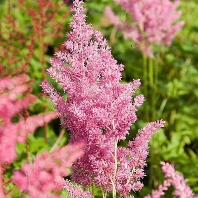 Астильба РЕЙНЛЕНД японская в Пензе