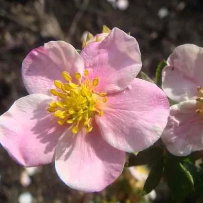 Лапчатка ПИНК КВИН кустарниковая  Лапчатка ПИНК КВИН кустарниковая в Пензе