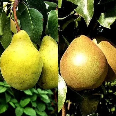 Комплект ДУЭТ в Пензе