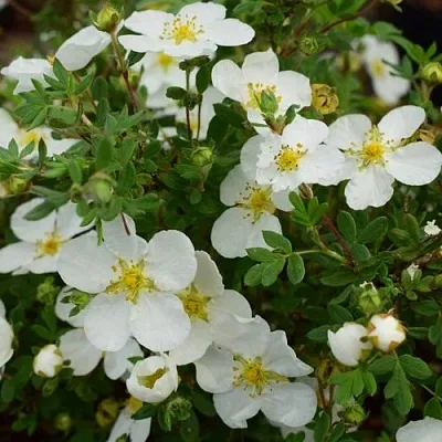 Лапчатка АББОТСВУД кустарниковая  Лапчатка АББОТСВУД кустарниковая в Пензе