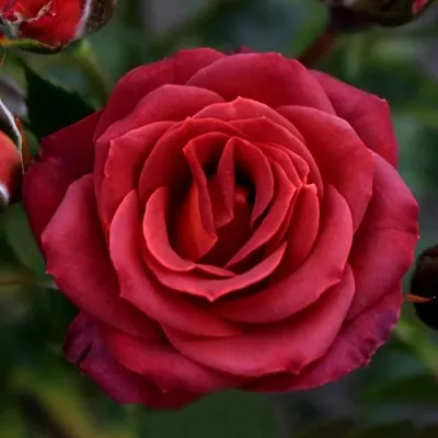 Саженцы роз ЧОКОЧИНО спрей  Саженцы роз ЧОКОЧИНО спрей в Пензе