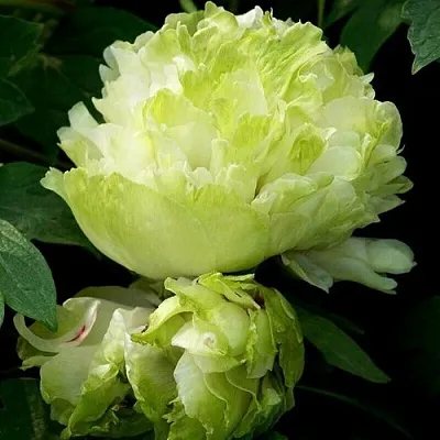 Пион ЗЕЛЕНЫЙ ШАР древовидный в Пензе