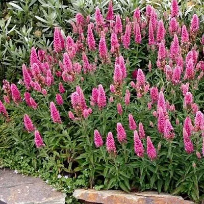 Вероника РОЗЕА колосковая в Пензе