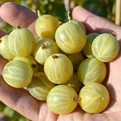 Крыжовник БЕРИЛЛ  Крыжовник БЕРИЛЛ в Пензе