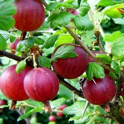 Крыжовник КОНСУЛ  Крыжовник КОНСУЛ в Пензе