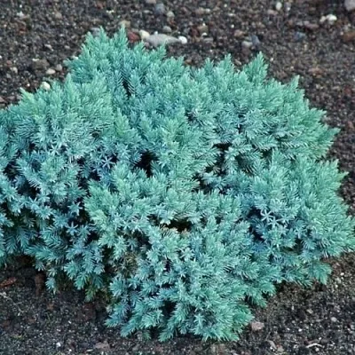 Можжевельник БЛЮ СТАР чешуйчатый  Можжевельник БЛЮ СТАР чешуйчатый в Пензе