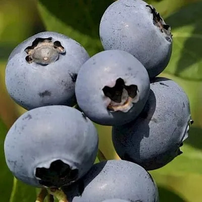 Голубика ЧАНДЛЕР  Голубика ЧАНДЛЕР в Пензе