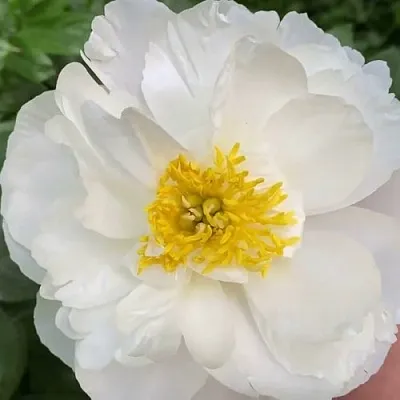 Пион ДУБЛИН травянистый  Пион ДУБЛИН травянистый в Пензе