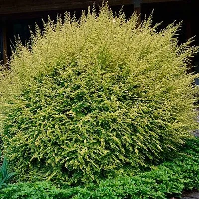 Жимолость  Жимолость в Пензе