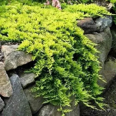 Можжевельник ГОЛДЕН КАРПЕТ горизонтальный  Можжевельник ГОЛДЕН КАРПЕТ горизонтальный в Пензе