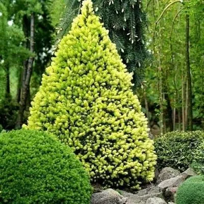 Ель РЕЙНБОУЗ ЭНД сизая  Ель РЕЙНБОУЗ ЭНД сизая в Пензе