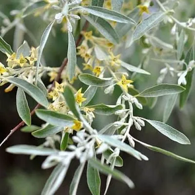 Лох  Лох в Пензе