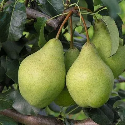 Груша ОРЛОВСКАЯ ЛЕТНЯЯ  Груша ОРЛОВСКАЯ ЛЕТНЯЯ в Пензе