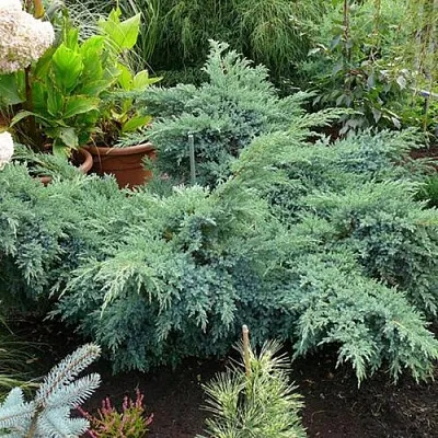 Можжевельник БЛЮ ШВЕД (СВИД) чешуйчатый  Можжевельник БЛЮ ШВЕД (СВИД) чешуйчатый в Пензе