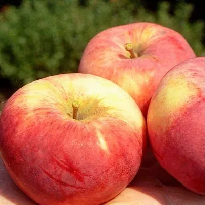 Яблоня ОРЛОВИМ  Яблоня ОРЛОВИМ в Пензе