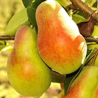 Груша РУССКАЯ КРАСАВИЦА (КРАСАВИЦА ЧЕРНЕНКО)  Груша РУССКАЯ КРАСАВИЦА (КРАСАВИЦА ЧЕРНЕНКО) в Пензе